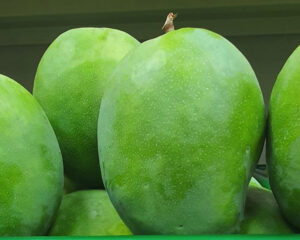 Rajapuri Raw Mangoes (1kg)
